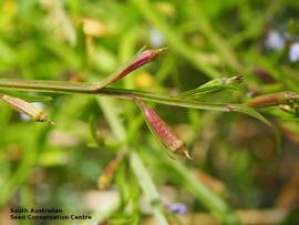   Fruits:   Lobelia anceps ; Photo by South Australian Seed Conservation Centre, used with permission
